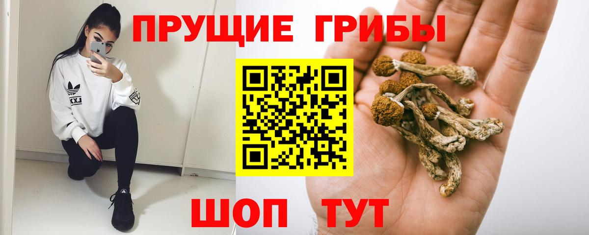 хочу   Вход с VPN  Галлюциногенные грибы Magic Shrooms  Осинники  Галлюциногенные грибы Psilocybe 